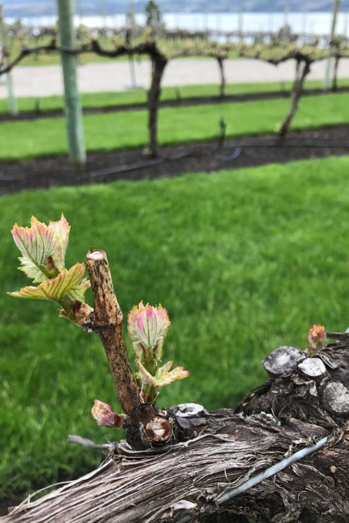 west kelowna spring bud bread winery