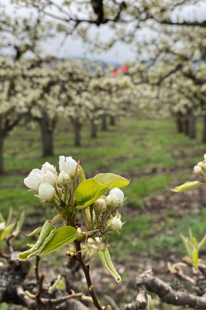 Kelowna spring blossom season