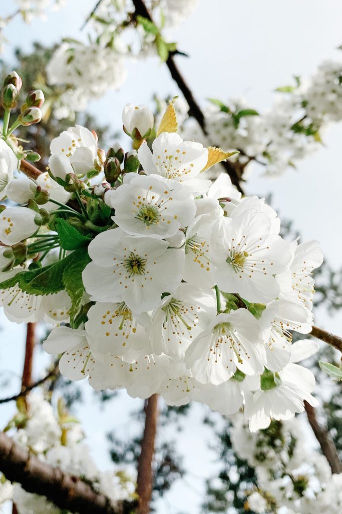 Kelowna spring blossom season East Kelowna Meadowvista honey farm