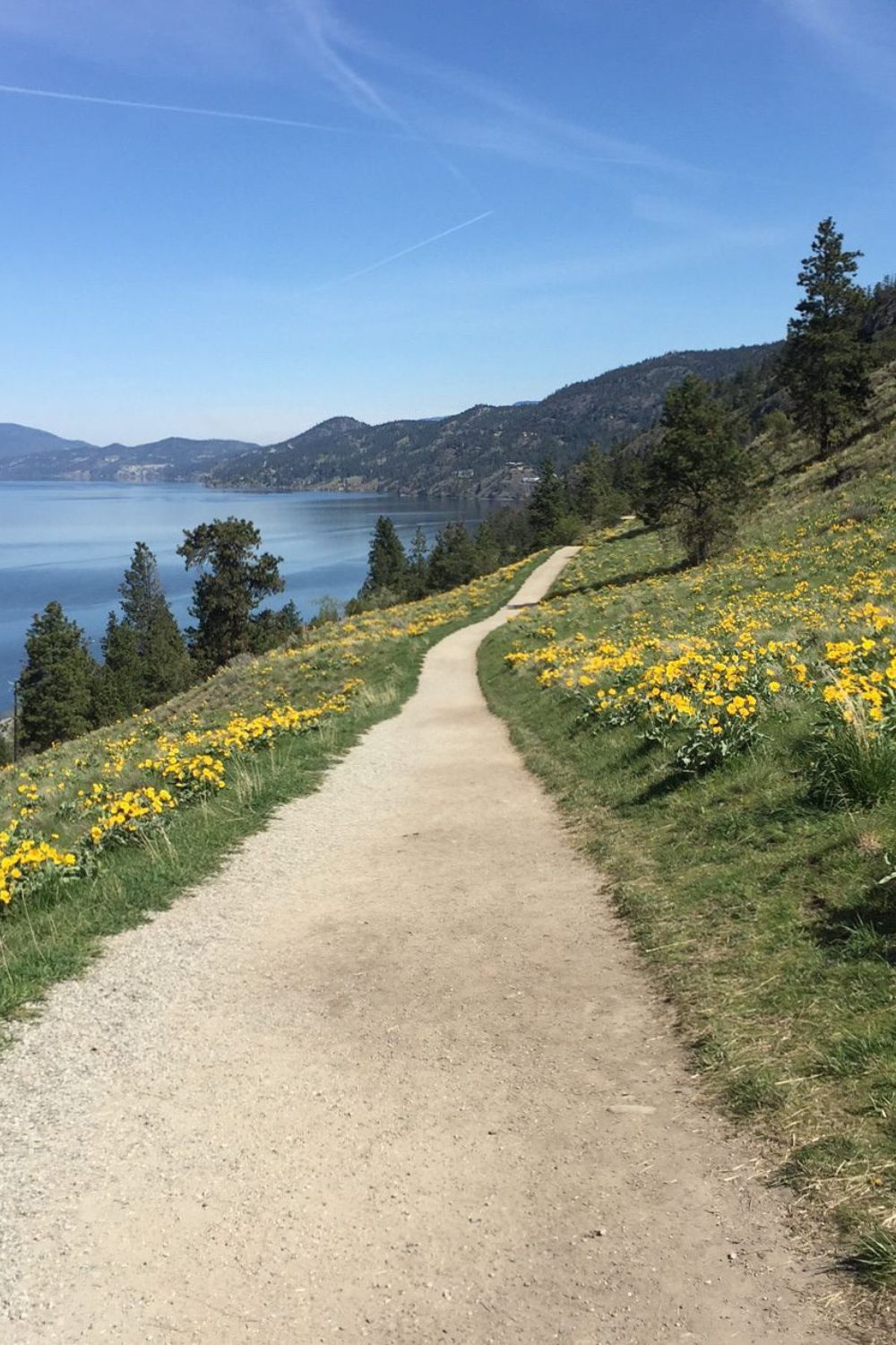 Kelowna springtime blooms - Official flower Balsam Arrowleaf