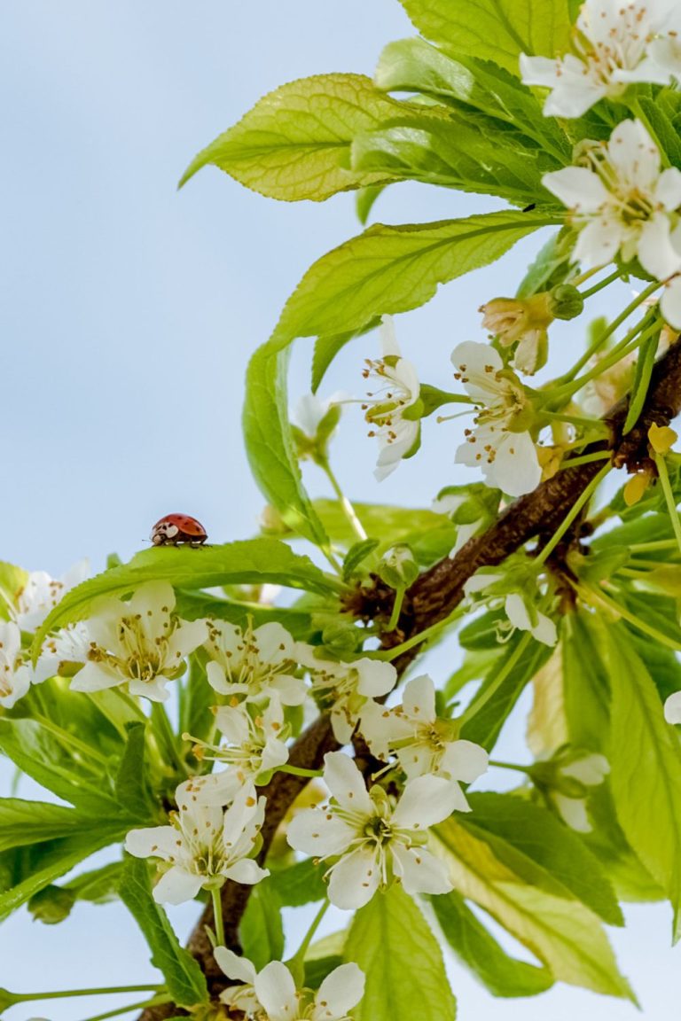 Kelowna spring blossom season East Kelowna Meadowvista honey farm