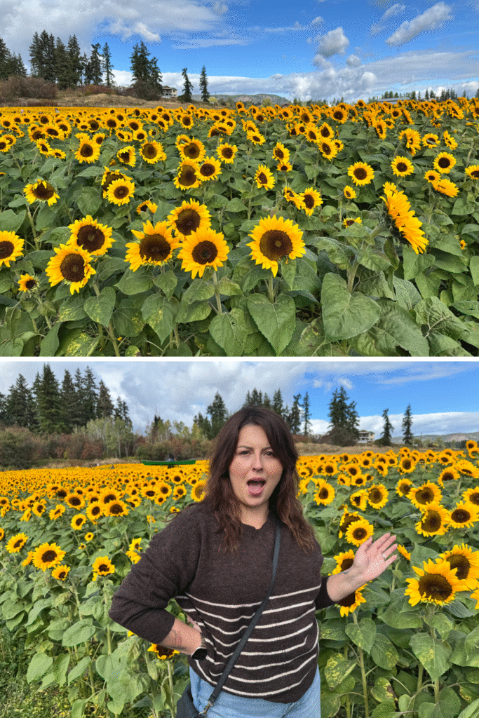 Armstrong Sunflower Festival - British Columbia, Canada