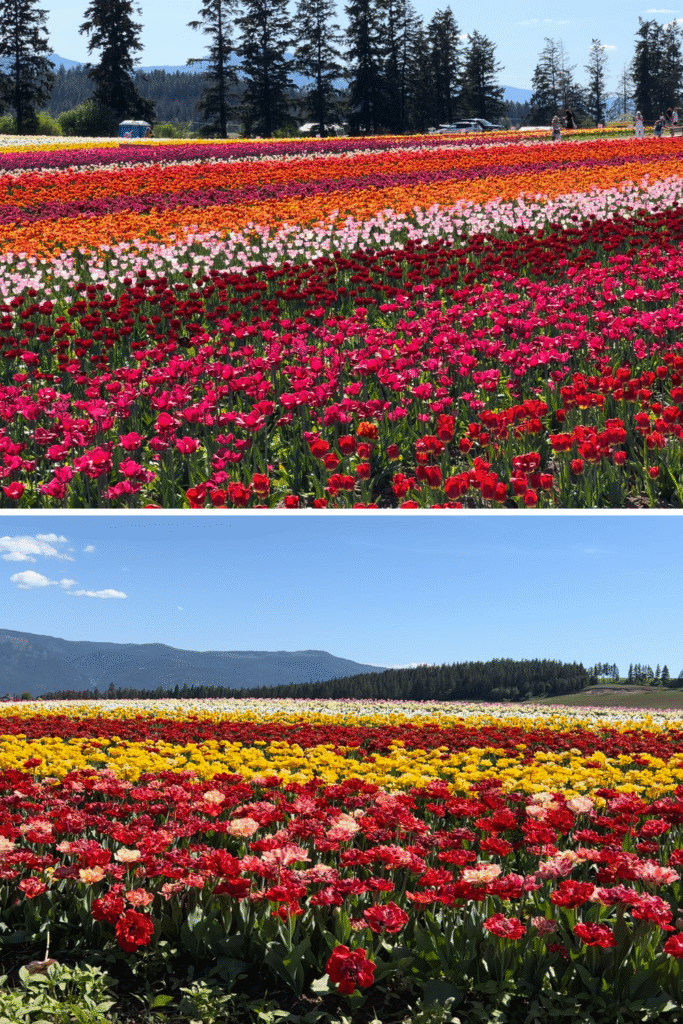 Armstrong Tulip Festival - British Columbia, Canada - foodietown.ca