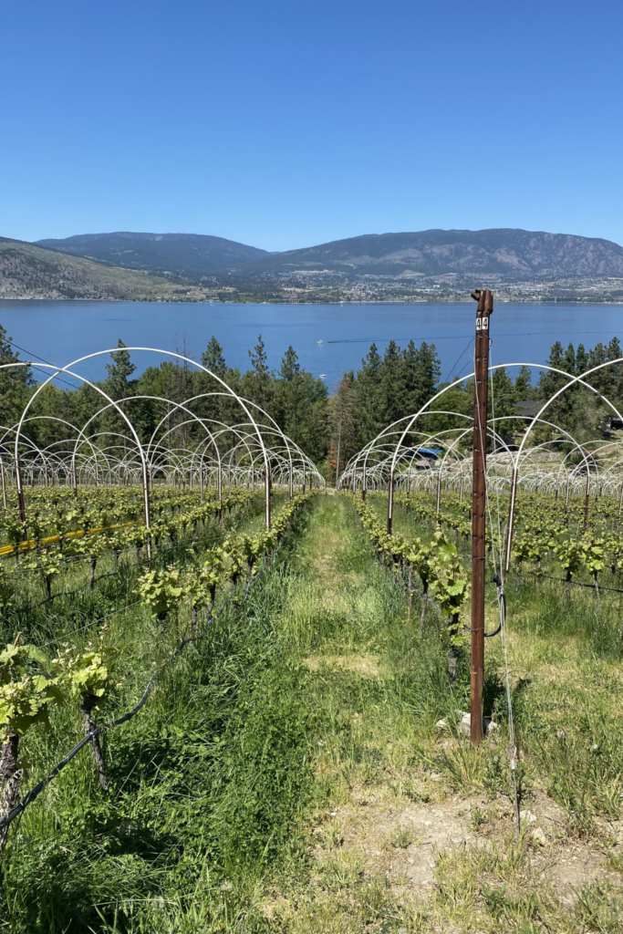 Kelowna wineries and where to eat, tour or skip - plus the best wine tours for your budget and occasion. foodietown.ca