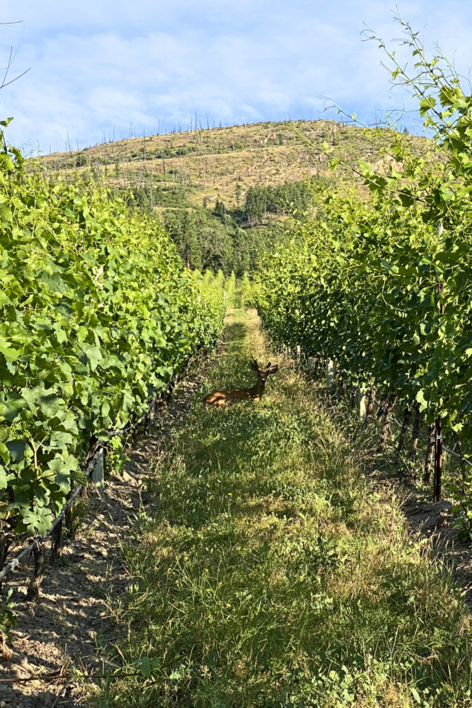 Kelowna wineries and where to eat, tour or skip - plus the best wine tours for your budget and occasion. foodietown.ca